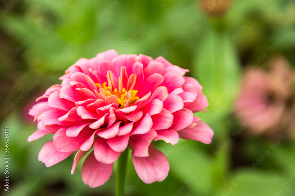 Zinnia elegans closeup pink flowers in the garden for use as background