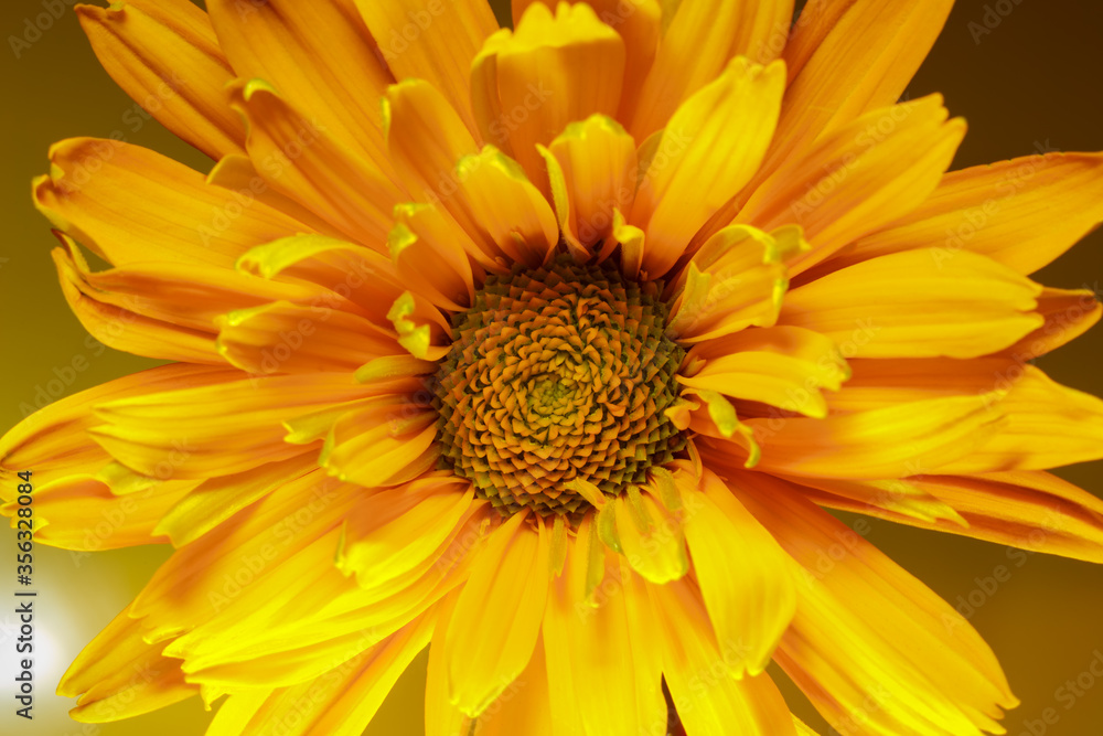 Beautiful yellow Doronicum flower close-up on a yellow background. Macro shot. Beautiful yellow Doronicum flower close-up on a yellow background. Macro shot.