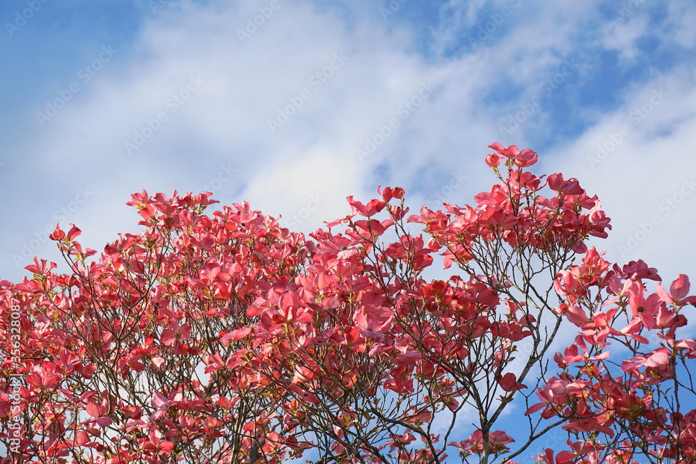 Dogwood tree with showy and bright pink biscuit-shaped flowers and green leaves on blue sky with clouds background close up. Dogwood tree with showy and bright pink biscuit-shaped flowers and green leaves on blue sky with clouds background close up.