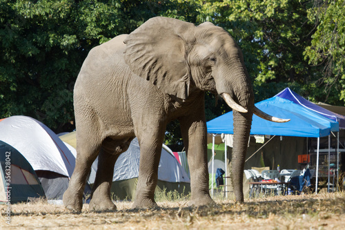 Massive elephant walking through Nyamepi campsite tents shows perspective in Mana Pools, Zimbabwe