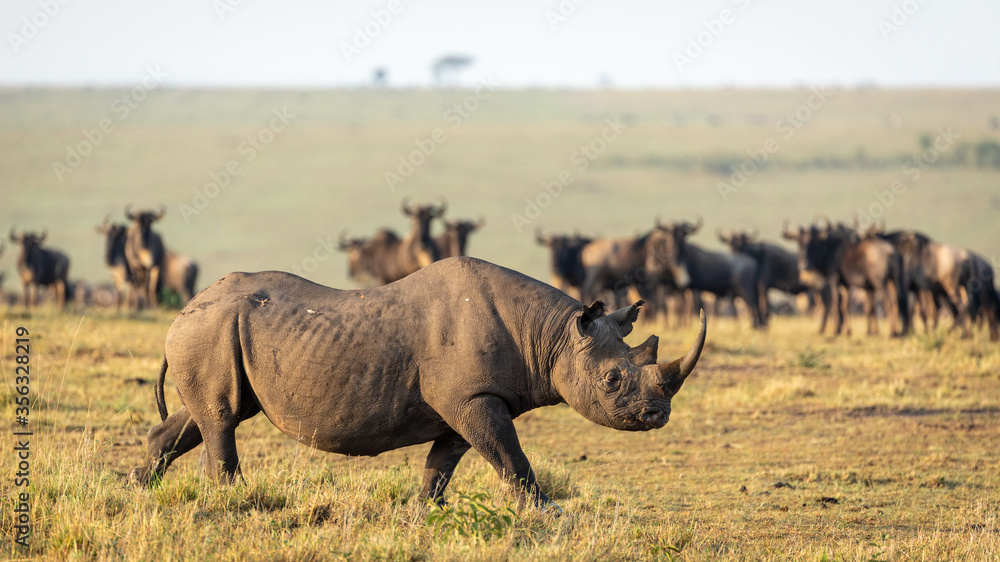 One adult black rhino walking in Masai Mara plains with wildebeest watching him in a golden afternoon warm light in Kenya One adult black rhino walking in Masai Mara plains with wildebeest watching him in a golden afternoon warm light in Kenya