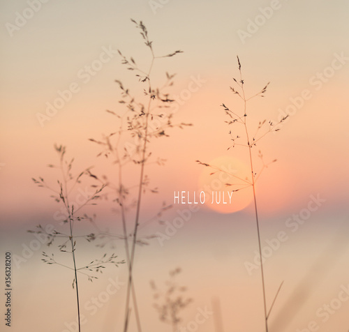 Hello july text. Selective soft focus of beach dry grass  reeds  stalks at pastel sunset light  blurred sea on background. Nature  summer
