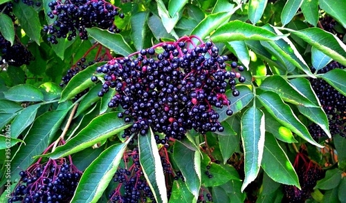 Sambucus nigra. Common names include elder, elderberry, black european elder, European elderberry and European black elderberry. Black sambucus berries & leaves growing on tree or shrub. Fruit cluster