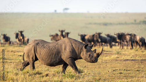 One adult black rhino walking in Masai Mara plains with wildebeest watching him in a golden afternoon warm light in Kenya