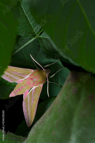 Large colorful elephant hawk moth lit by flash as it hides under layers of leaves.