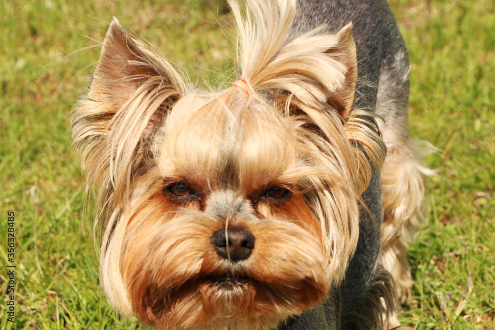 A brown dog is playing with a ball in the green grass. A brown dog is playing with a ball in the green grass.