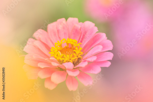 the zinnia elegans pink flowers  a color adjustment in soft style