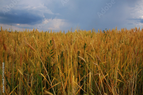 Campo di grano dorato sotto un cielo nuvoloso e temporalesco  in una calda giornata di inizio estate in pianura padana