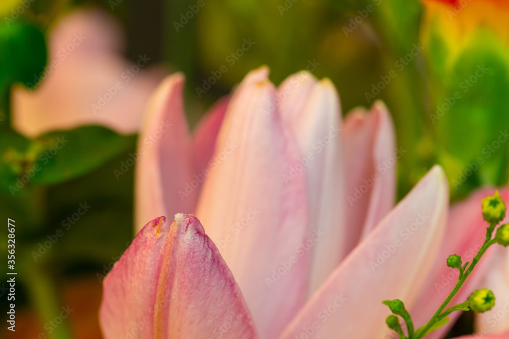 花びらが開いているピンクのチューリップ