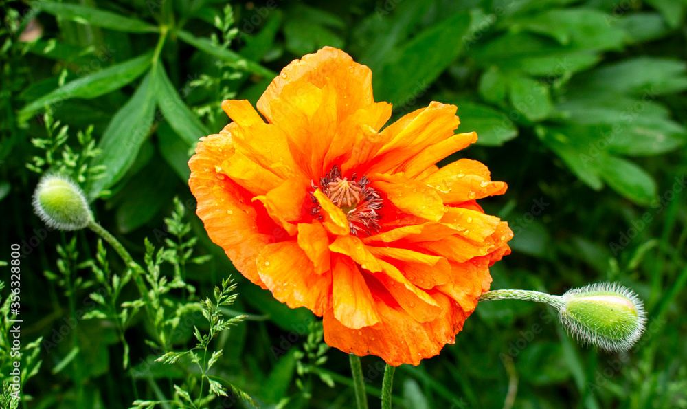 Flowers Red Poppies blossom. Poppies are herbaceous plants, often grown for their colorful flowers.