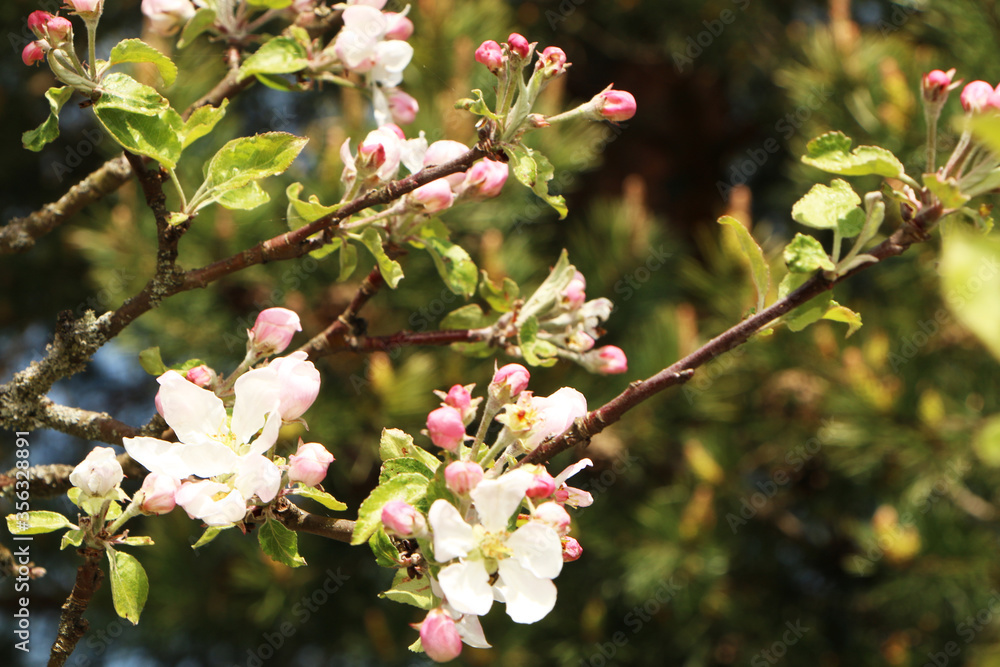 Obraz premium Beautiful apple tree flower in bloom after rain, with a branch on a blue background for the spring season.