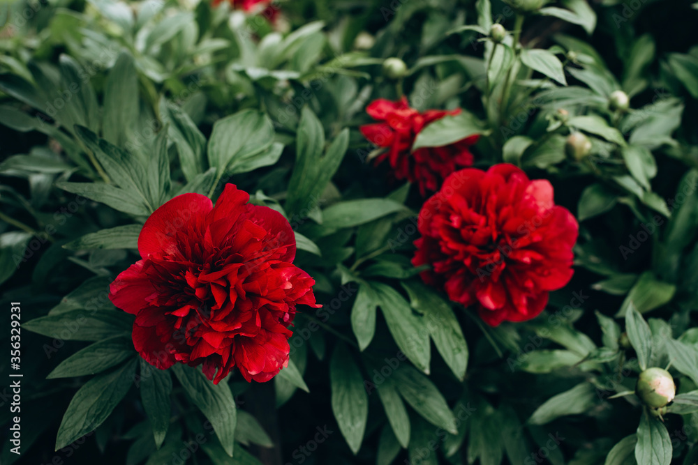 Blossom of fresh red peonies in a garden on a bush. Summer flowers. Soft selective focus. Blossom of fresh red peonies in a garden on a bush. Summer flowers. Soft selective focus.