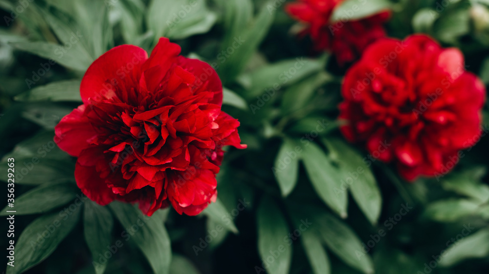 Blossom of fresh red peonies in a garden on a bush. Summer flowers. Soft selective focus.