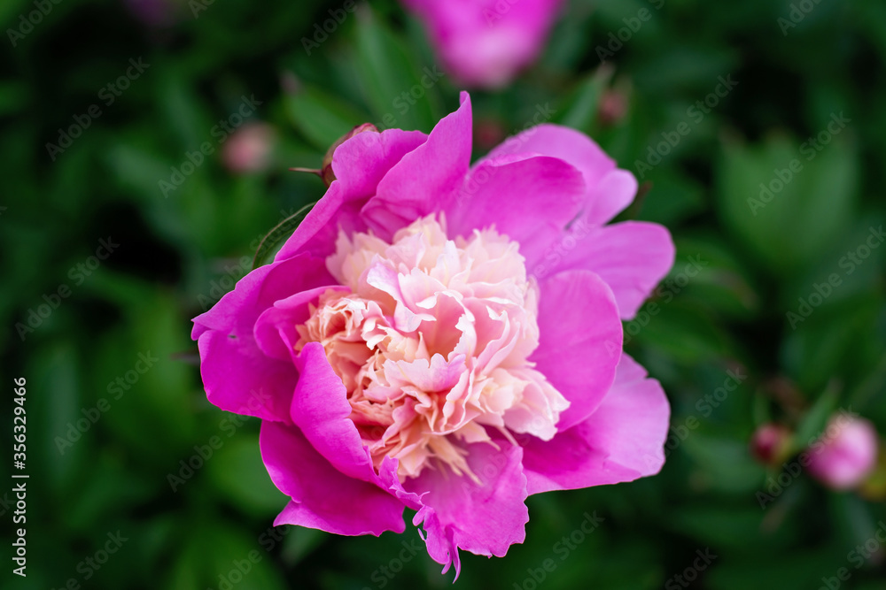 Blooming fresh pink peony bushes in the garden. Summer flowers. Soft selective focus. Blooming fresh pink peony bushes in the garden. Summer flowers. Soft selective focus.