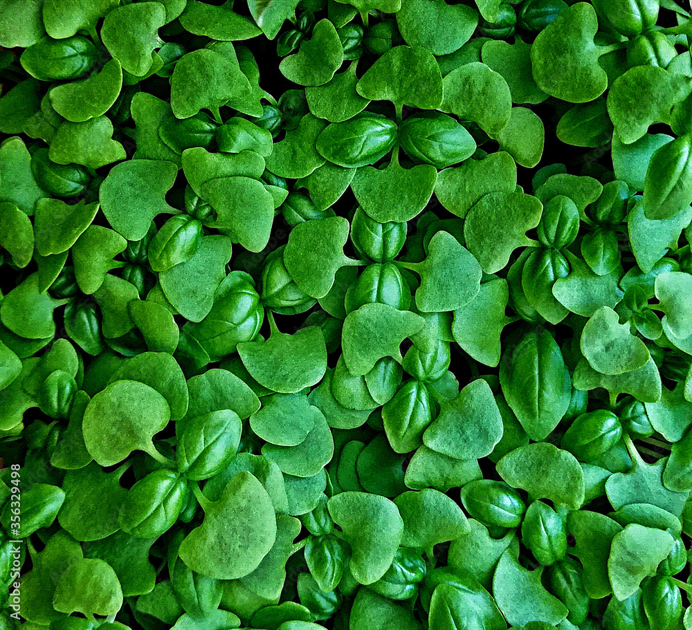 Young green leaves of basil spinach sorrel background pattern. New green herbs (basil spinach) texture in farm garden. Fresh vegetable food for kitchen design. Closeup basil or spinach natural leaves Young green leaves of basil spinach sorrel background pattern. New green herbs (basil spinach) texture in farm garden. Fresh vegetable food for kitchen design. Closeup basil or spinach natural leaves