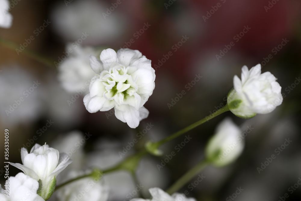 Closeup of pink and white babies breath flowers also known as Gypsum flowers