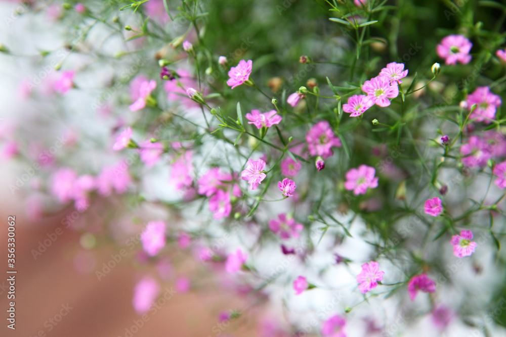 Closeup of pink and white babies breath flowers also known as Gypsum flowers Closeup of pink and white babies breath flowers also known as Gypsum flowers