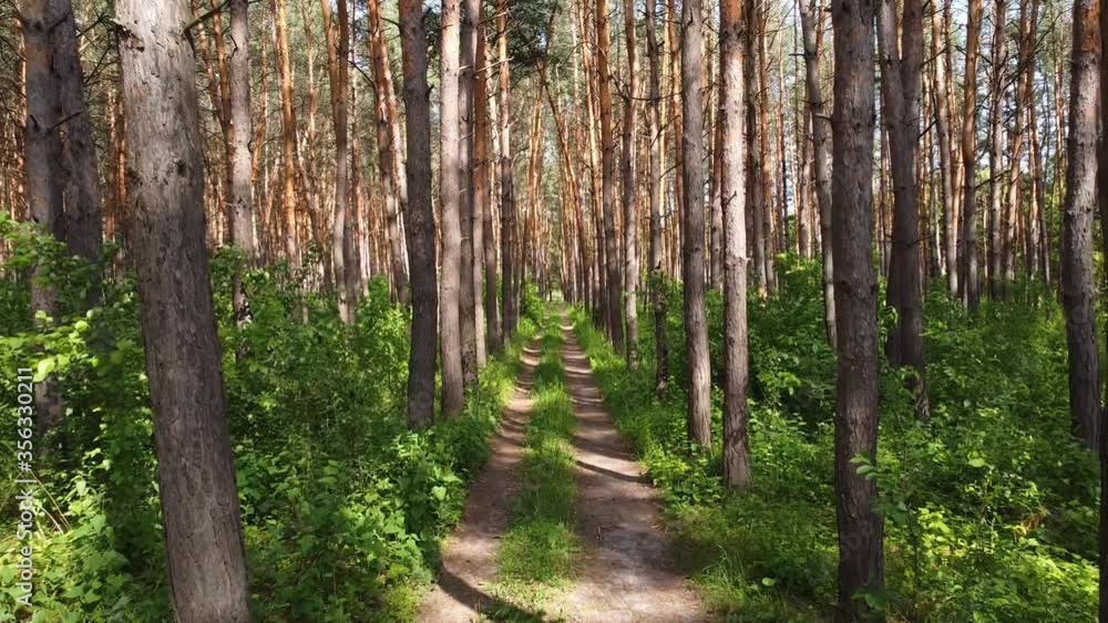 Straight ground road in pine tree forest. Smooth motion with sunlight Straight ground road in pine tree forest. Smooth motion with sunlight