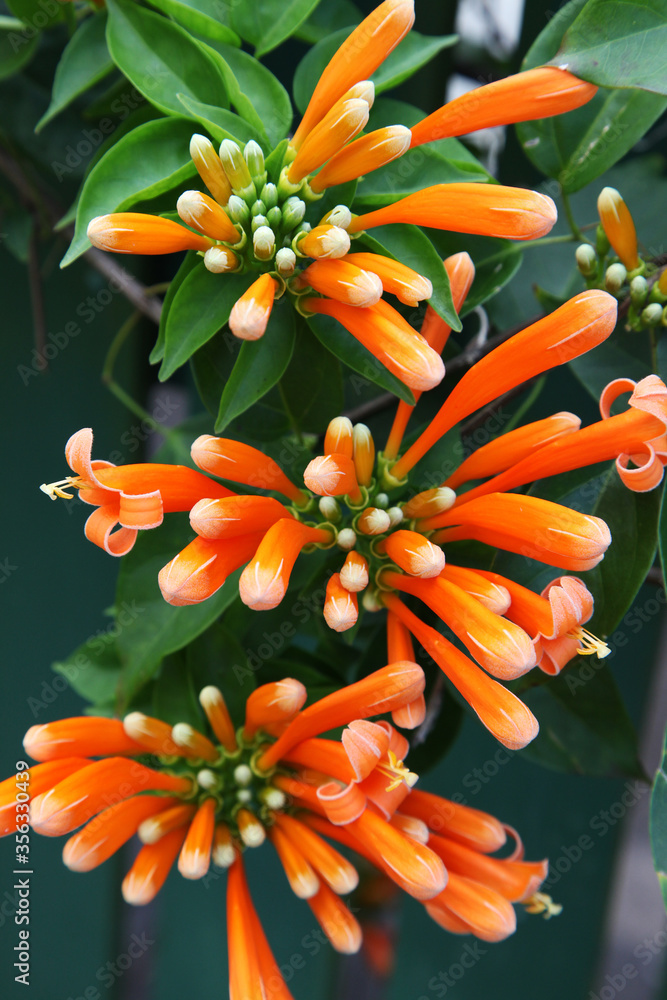 Closeup of beautiful orange honeysuckle flowers on dark background Closeup of beautiful orange honeysuckle flowers on dark background