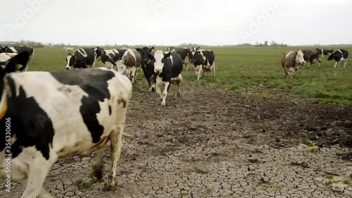 SLO MO MS Herd of cows walking in field / Wyns, Friesland, Netherlands photo