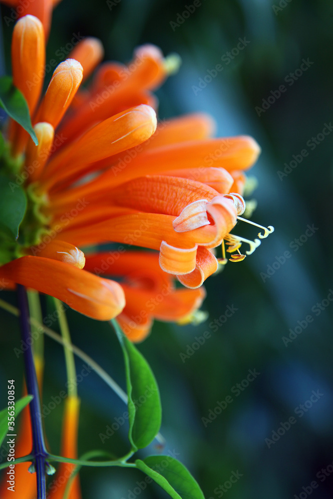 Closeup of beautiful orange honeysuckle flowers on dark background Closeup of beautiful orange honeysuckle flowers on dark background