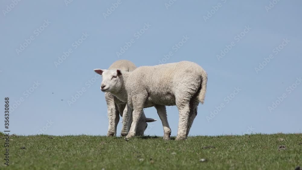 two cute white lamb graze on meadow in springtime two cute white lamb graze on meadow in springtime