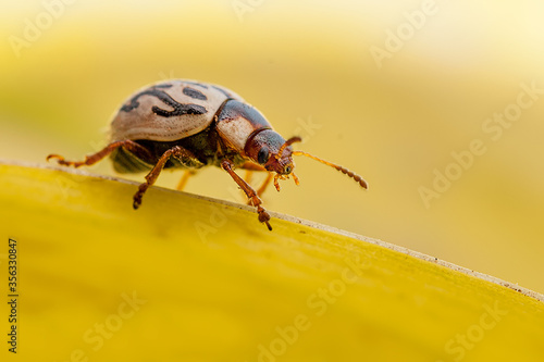 Parthenium Beetle closeup