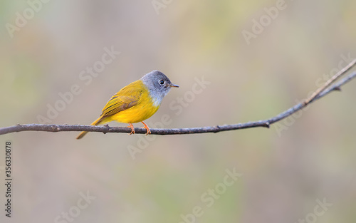 Grey Headed Canary on a branch