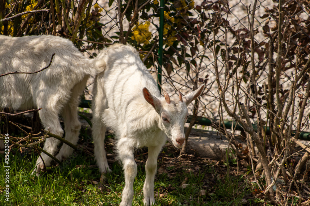 Two white domestic goats grazing Two white domestic goats grazing