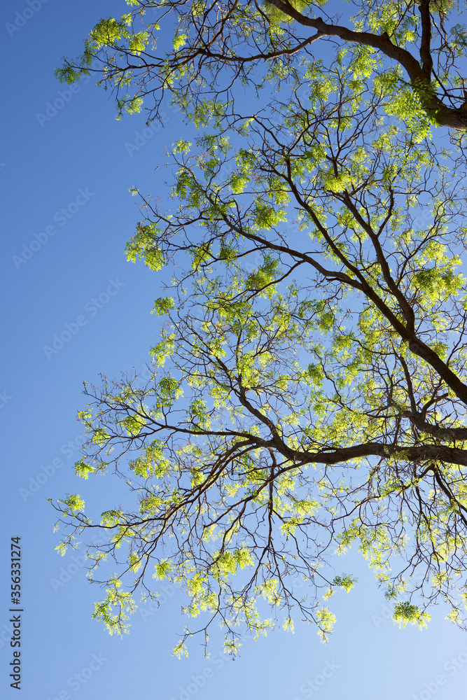 Obraz premium Trees in a park