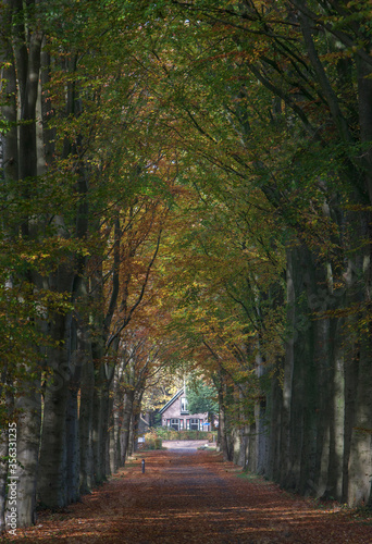 Fall. Autumn. Lane structure. Maatschappij van Weldadigheid Frederiksoord Drenthe Netherlands. 