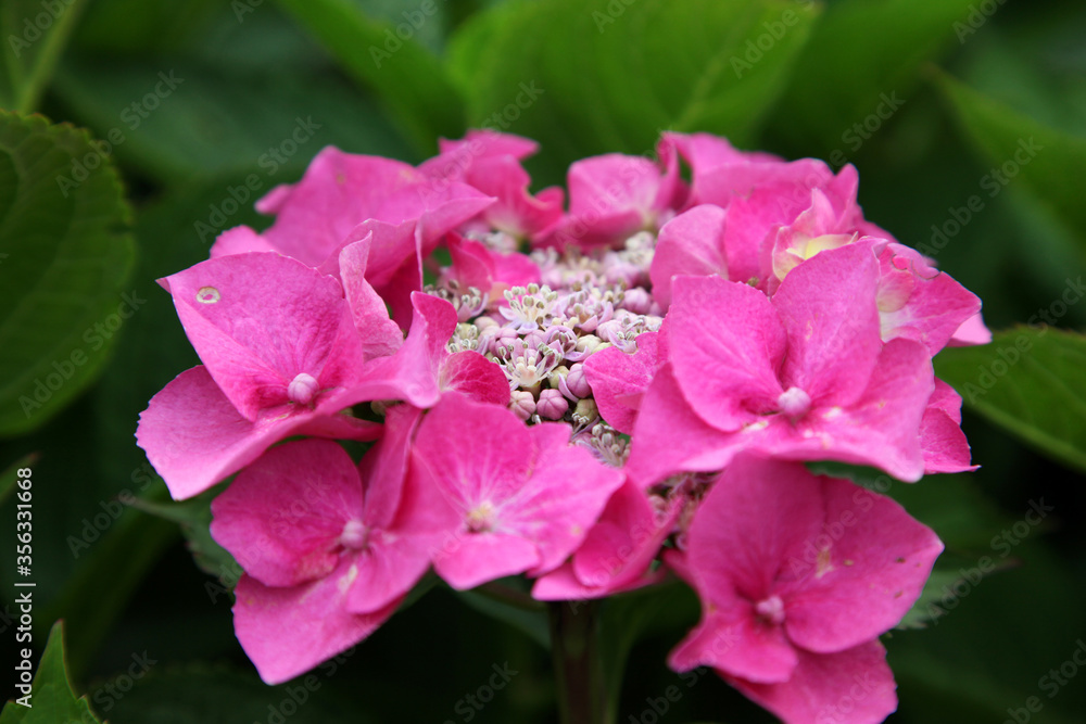 Closeup of beautiful pink and white hydrangea flower Closeup of beautiful pink and white hydrangea flower