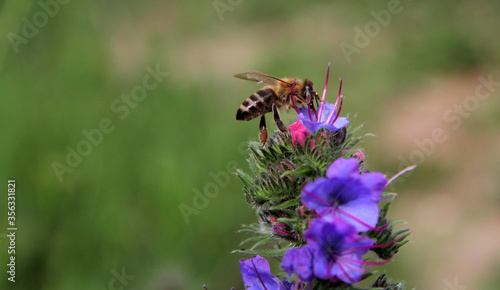  in flight, a bee collects pollen from flowers and at the same time pollinates them.