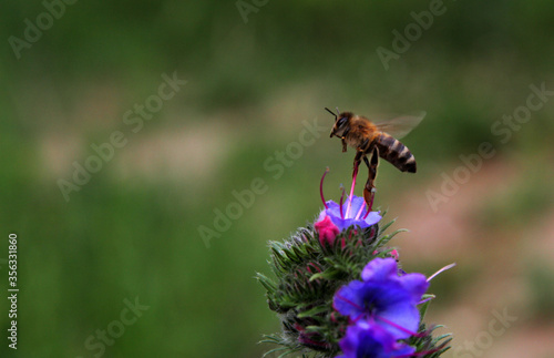  in flight, a bee collects pollen from flowers and at the same time pollinates them. © miozin