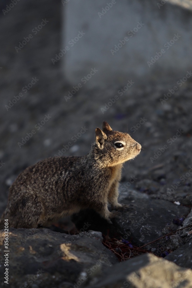 Squirrel watching the sunset!! Squirrel watching the sunset!!