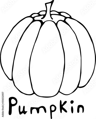 Vector illustration of a pumpkin in the Doodle style, hand-drawn black outline on a white background with the text "Pumpkin". Can be used for paper, textiles, fabrics, books, paper Wallpaper