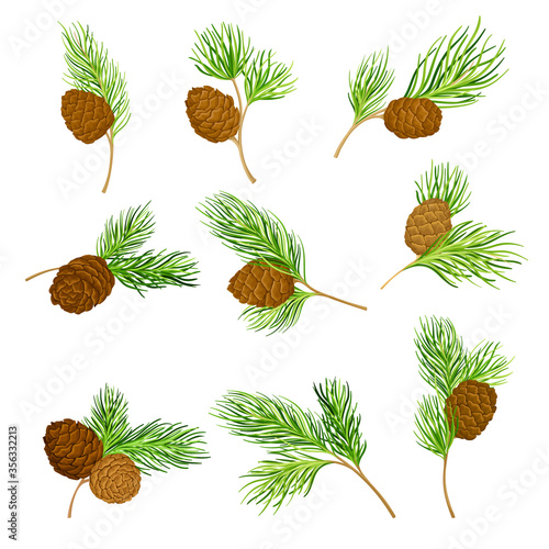 Cedar Branch with Evergreen Needle-like Leaves and Barrel-shaped Brown Seed Cones Vector Set