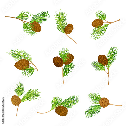 Cedar Branch with Evergreen Needle-like Leaves and Barrel-shaped Brown Seed Cones Vector Set