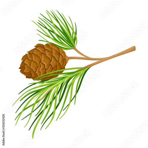 Green Branch of Cedar with Needle-like Leaves and Barrel-shaped Brown Seed Cones Vector Illustration