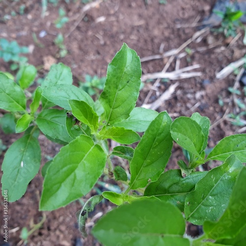 Wallpaper Mural Thai basil is a type of basil.Sweet Basil, Thai Basil Torontodigital.ca