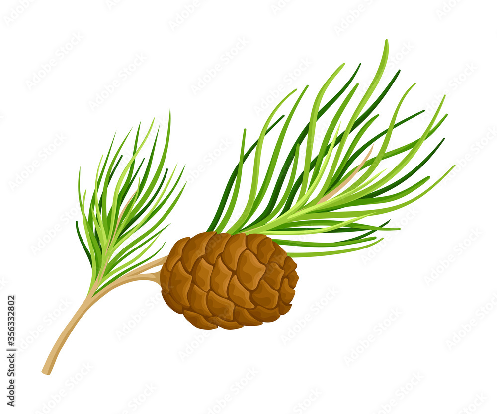Cedar Branch with Evergreen Needlelike Leaves and Barrelshaped Brown