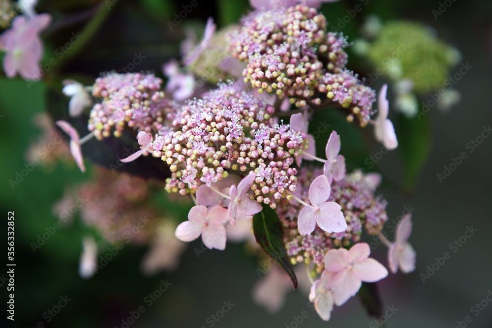 Closeup of beautiful pink and white hydrangea flower Closeup of beautiful pink and white hydrangea flower