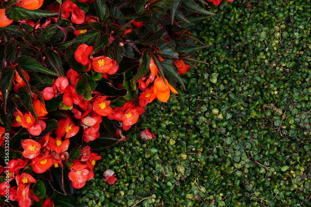 High Angle View Of Colorful Flowers And Plants High Angle View Of Colorful Flowers And Plants