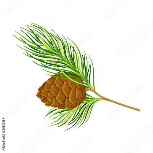 Cedar Branch with Evergreen Needle-like Leaves and Barrel-shaped Brown Seed Cones Vector Illustration photo