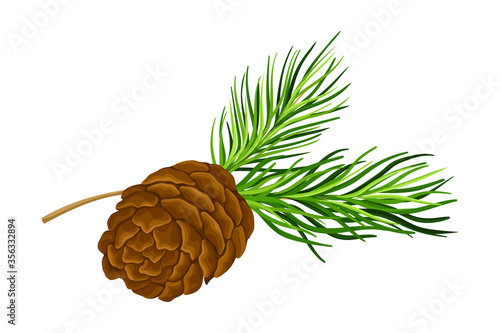 Cedar Branch with Evergreen Needle-like Leaves and Barrel-shaped Brown Seed Cones Vector Illustration