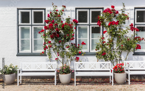 White benches and red roses in the vourtyard of castle Glucksburg, Germany © venemama