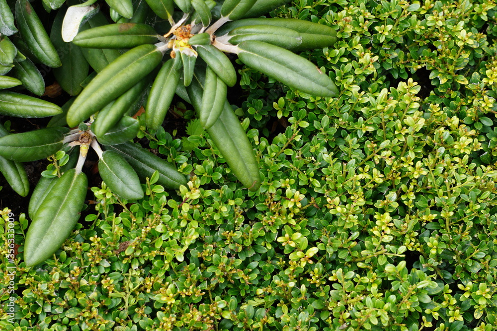 High Angle View Of Colorful Flowers And Plants High Angle View Of Colorful Flowers And Plants