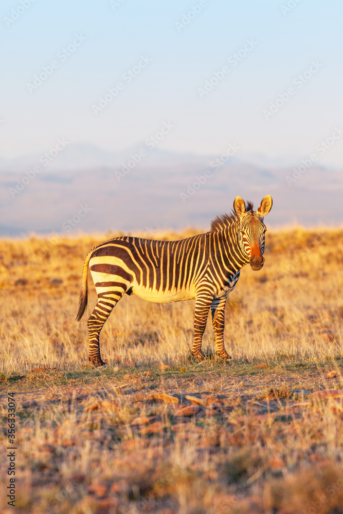 Obraz premium An Alert Cape Mountain Zebra