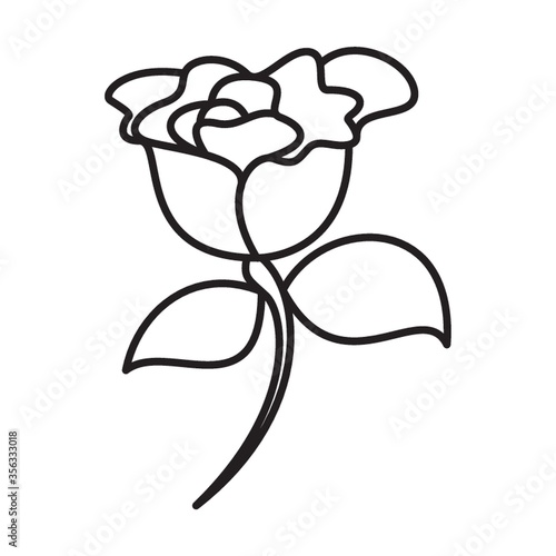 carnation flower