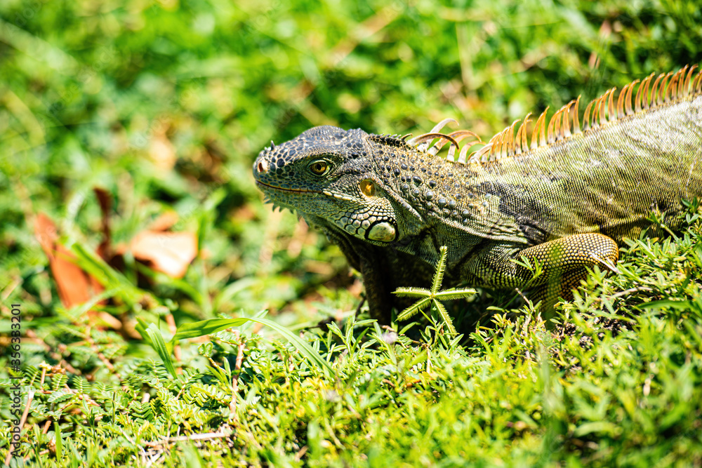 Iguana dragon. Green lizards iguana. Iguana dragon. Green lizards iguana.